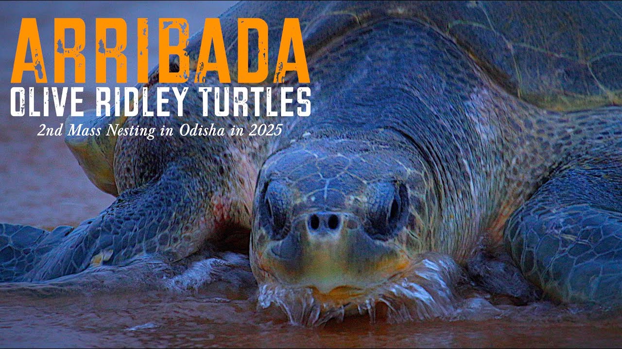 Arribada Olive Ridley Turtles 2nd Mass Nesting egg laying in Rushikulya Odisha | Relaxation Film 