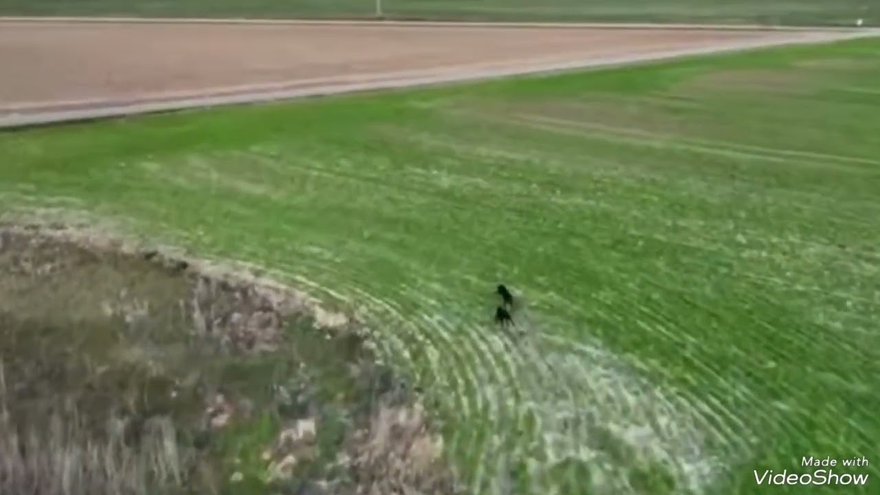 final campeonato de España de galgos 2025 Madrigal chirivía VS morería campeona morería