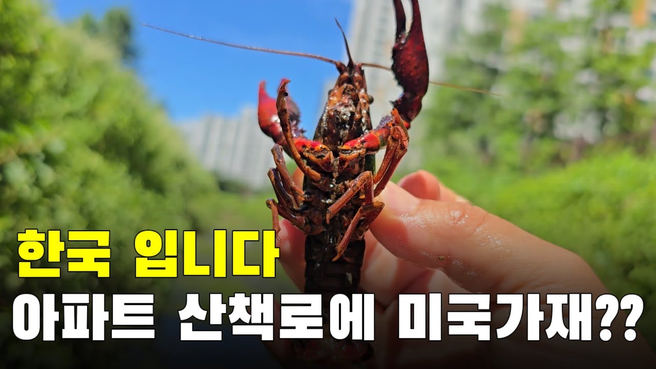 한국 맞나요?? 미국가재가 아파트 산책로에 대거 서식합니다