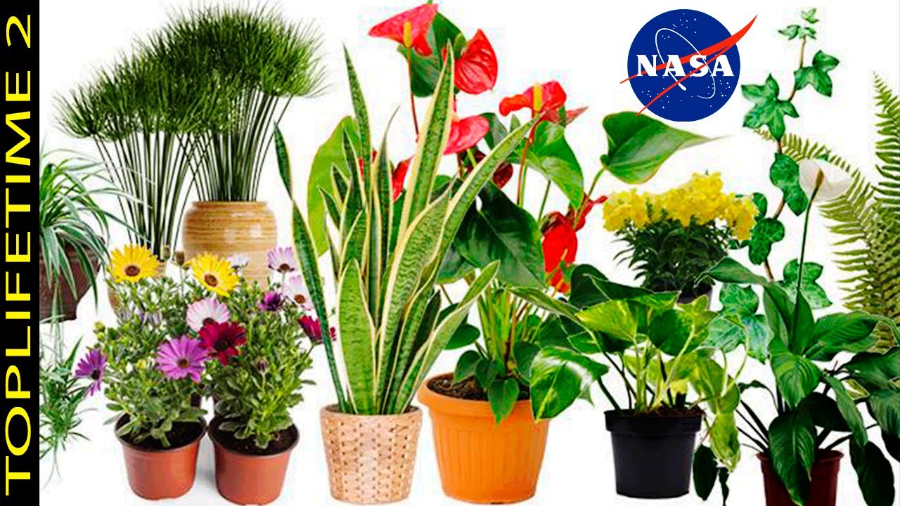 11 Plantas para purificar el aire según la NASA