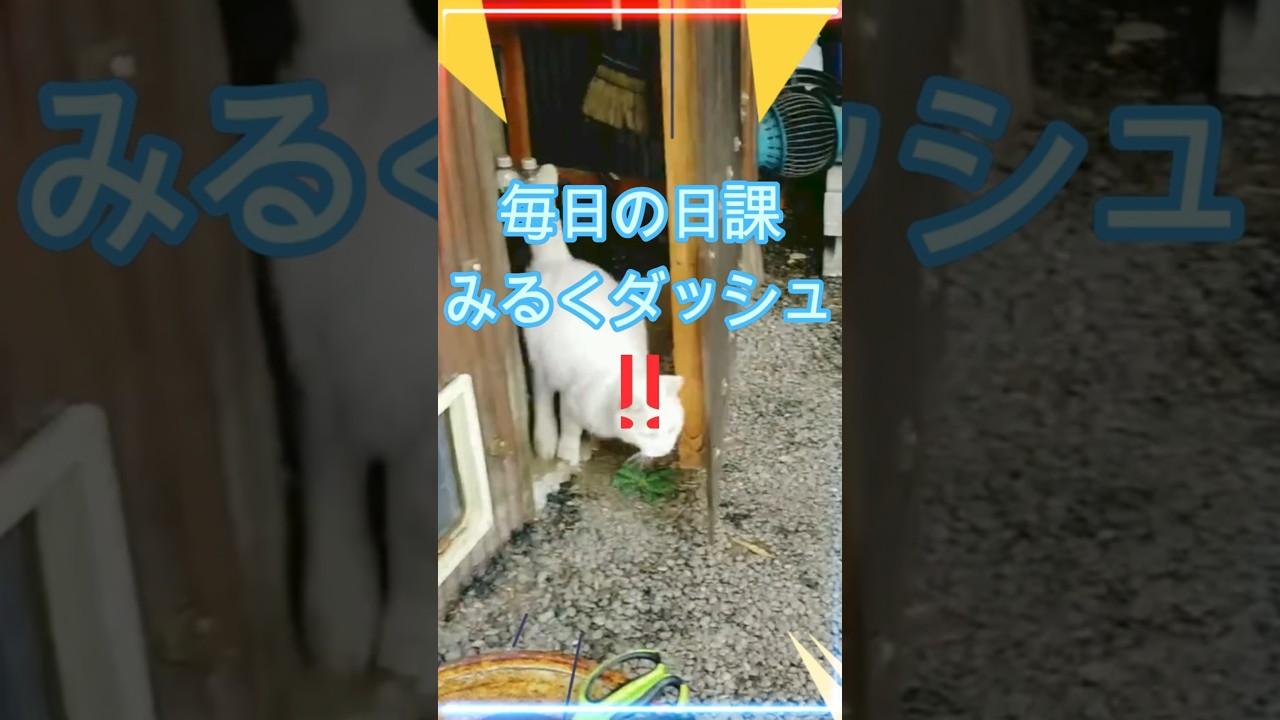 みるくダッシュ‼