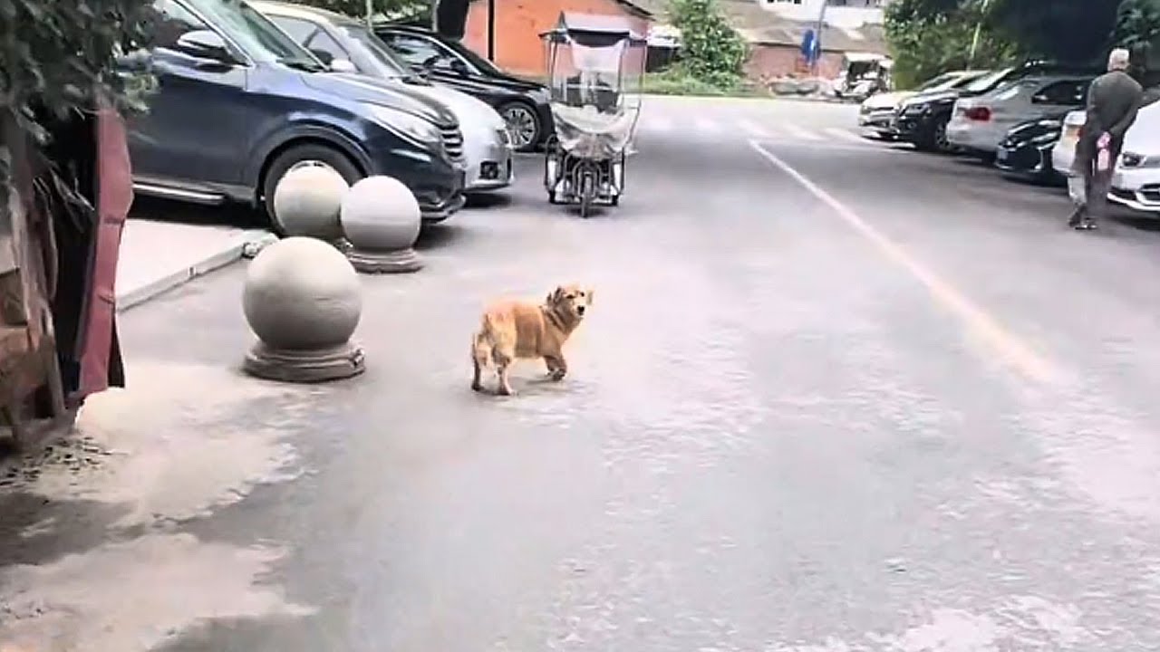 Хромающая собака всё время оглядывалась… куда она меня вела?