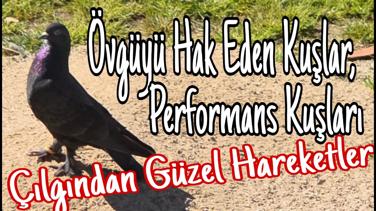 Övgüyü Sadece Performans Kuşları Hakeder. Çılgından Güzel Hareketler.