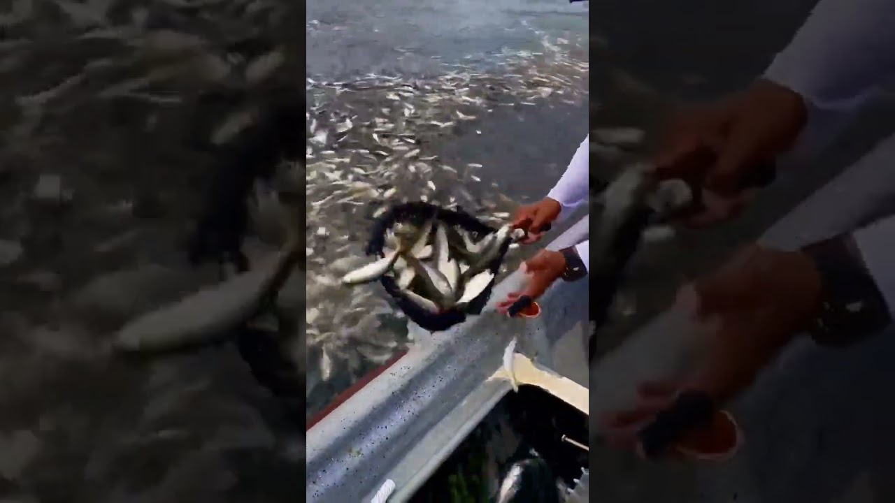 #sardinas #pescar #altamar