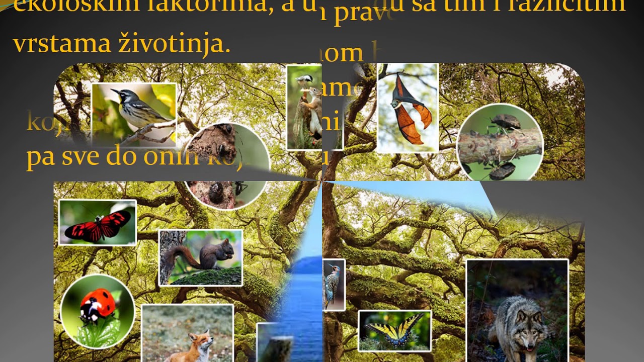 BIOLOGIJA - I razred -Biocenoza