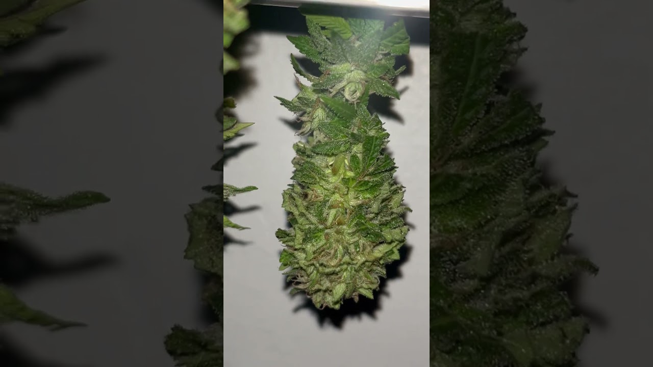 A Literal Small Batch Harvest 😂 I&rsquo;ll Update After Cure #outdoor #harvest