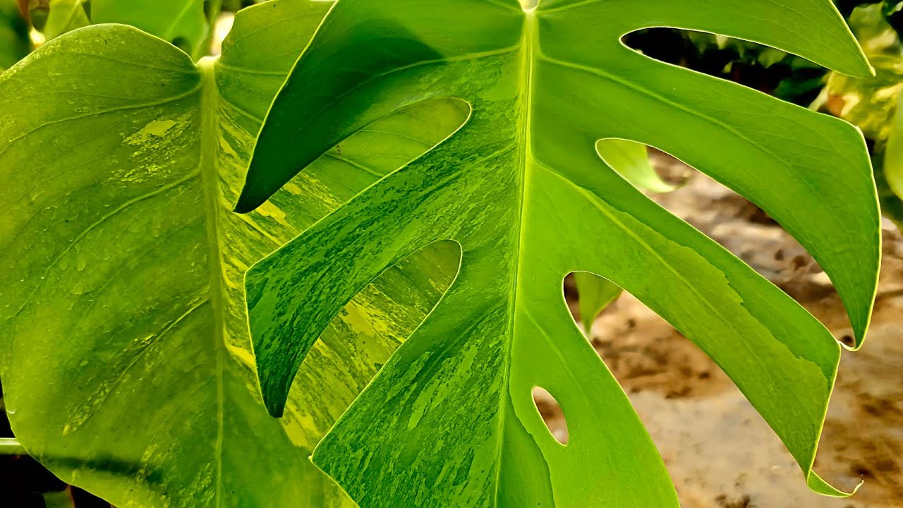 Creating a stable Monstera Aurea #monstera  #plants #plantslover
