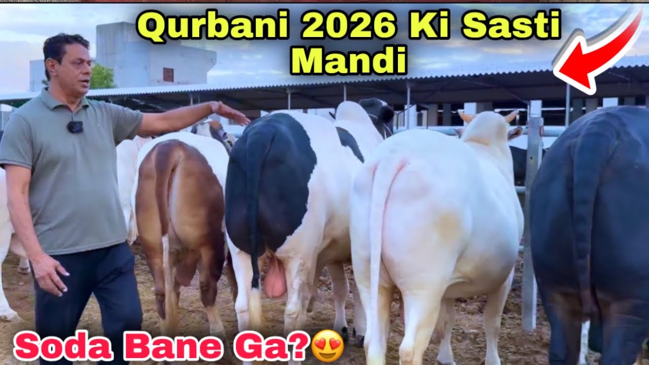 Northern Bypass Mandi Se Bhe Sasti Cow Mandi 😍 | Malir Mandi Se Bhe Sasti | Cow Mandi 2026