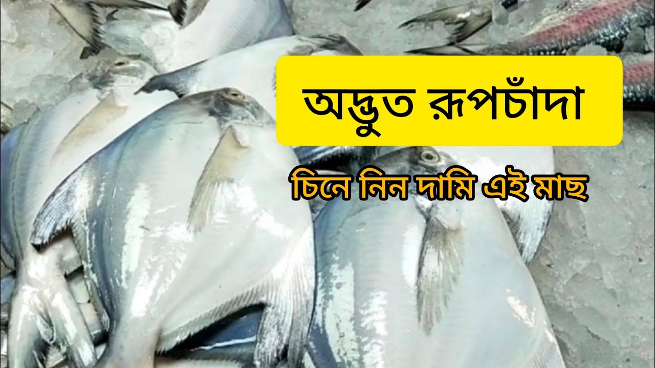 বাজারে এসেছে ব্যতিক্রম রূপচাঁদা মাছ||অদ্ভুত দামি রূপচাঁদা মাছটি চিনে নিন||Rupchanda Fish Video