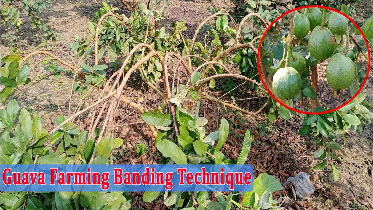 Guava Farming Banding Technique