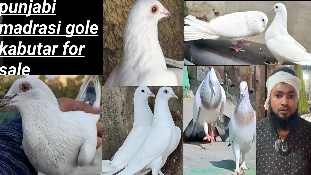punjabi madrasi gole kabutar sale |punjabi madrasi gole kabutar sale |