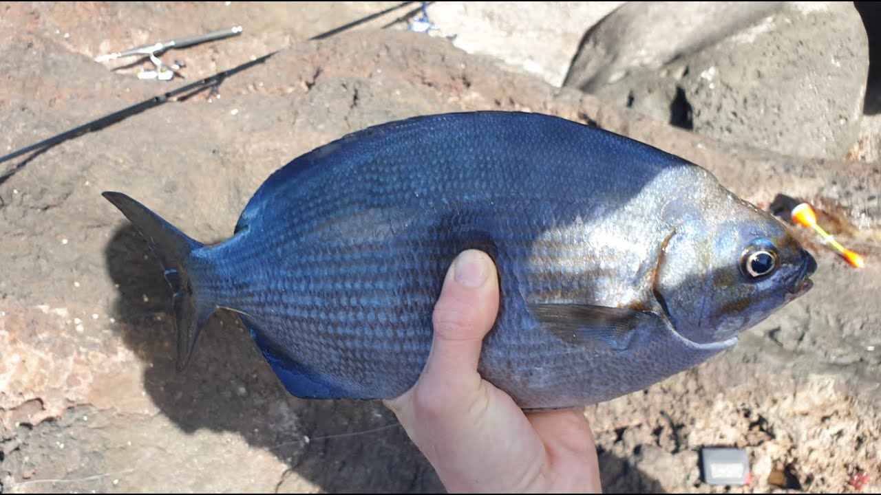 Angeln auf den Azoren #1 Viele Fische auf Faial