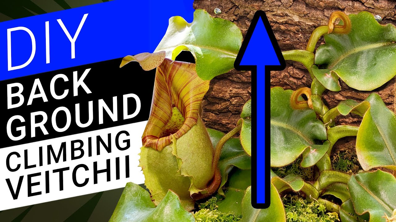 🔨How to create a background for a climbing nepenthes veitchii