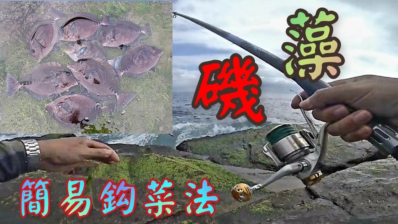 藻餌磯釣  釣誘菜採集  簡易鈎菜法  東北角馬崗  萊萊磯釣場