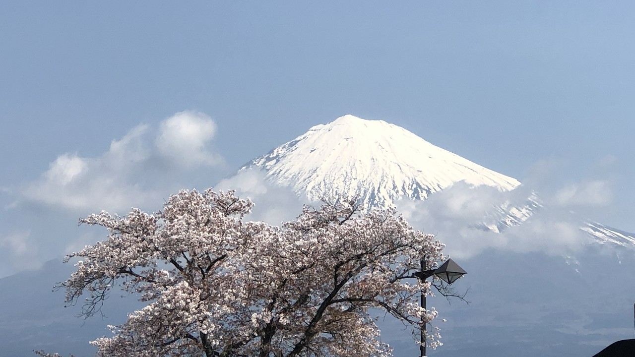 【桜×富士山】 霊水が湧く神社｜富士山本宮浅間大社で和む春旅