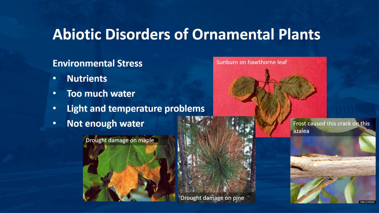 Types of Pathogen and Abiotic Disorders for Ornamental Plants