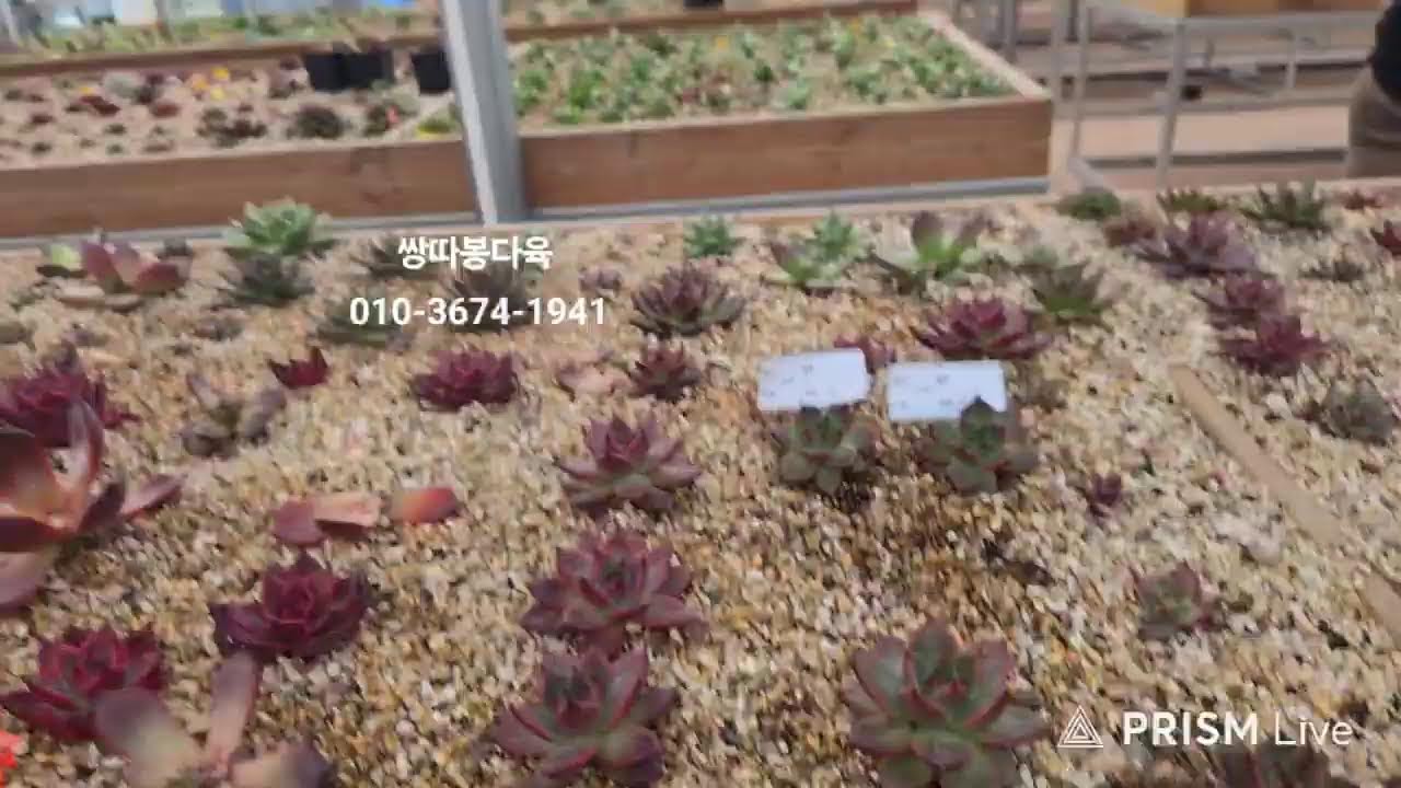쌍따봉다육  라이브 방송