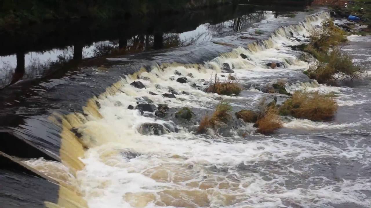 Salmon leaping Clohamon Weir (River Slaney) November 2016