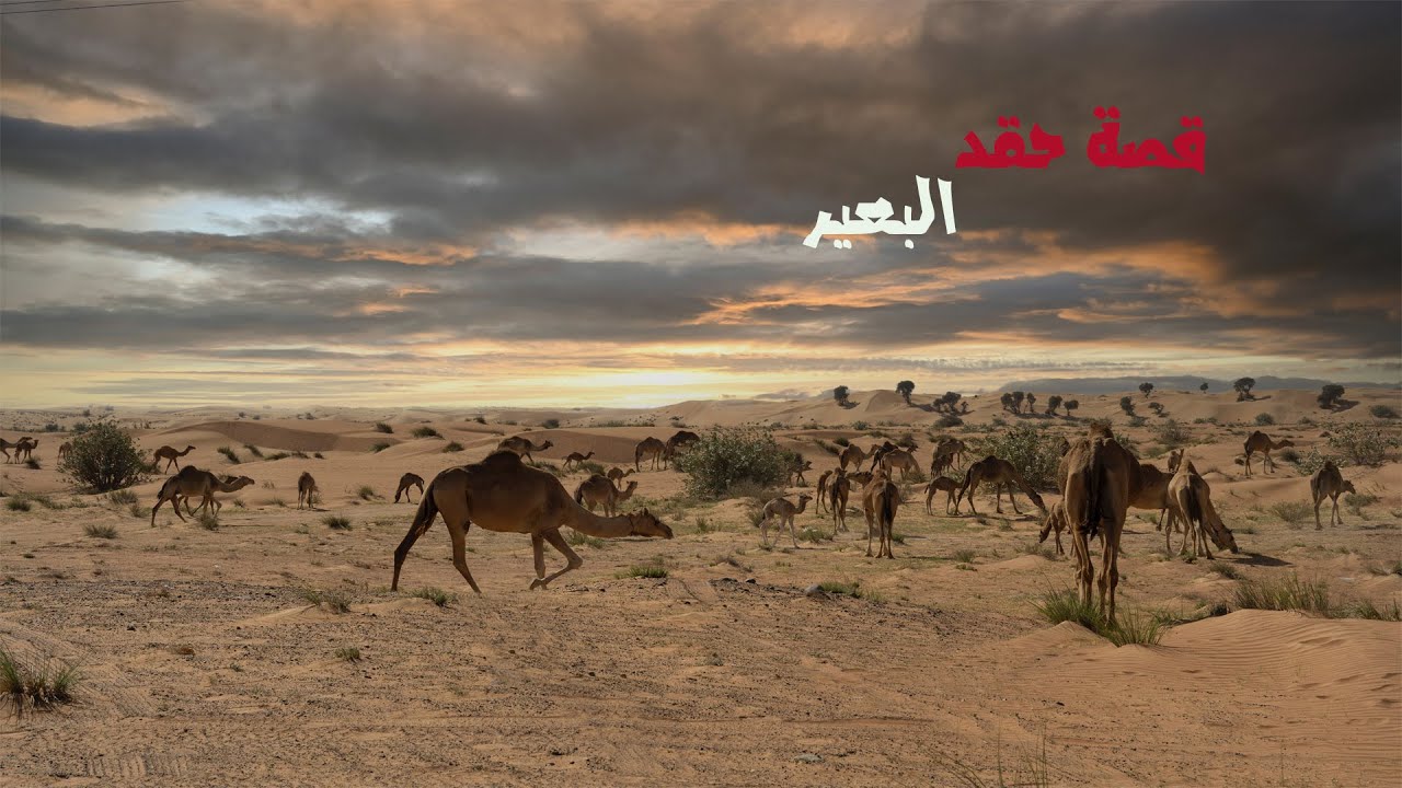 قصة حقد البعير..