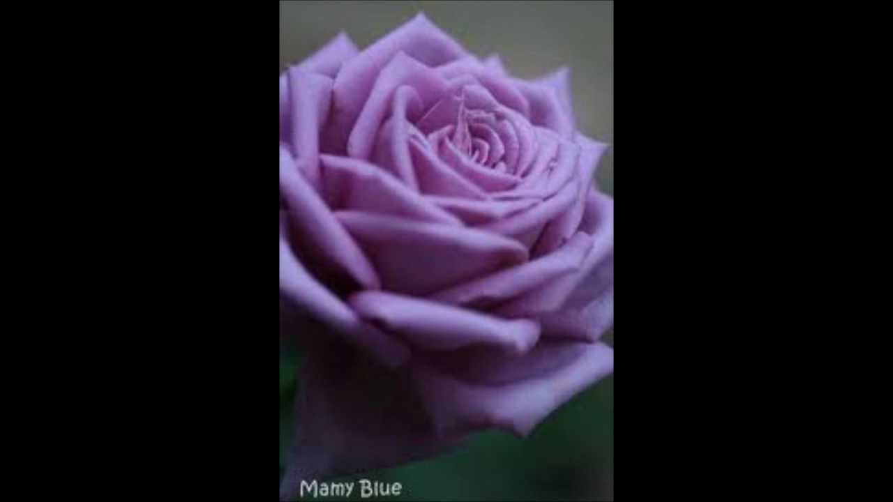 Kjerstin Dellert-Mamy Blue