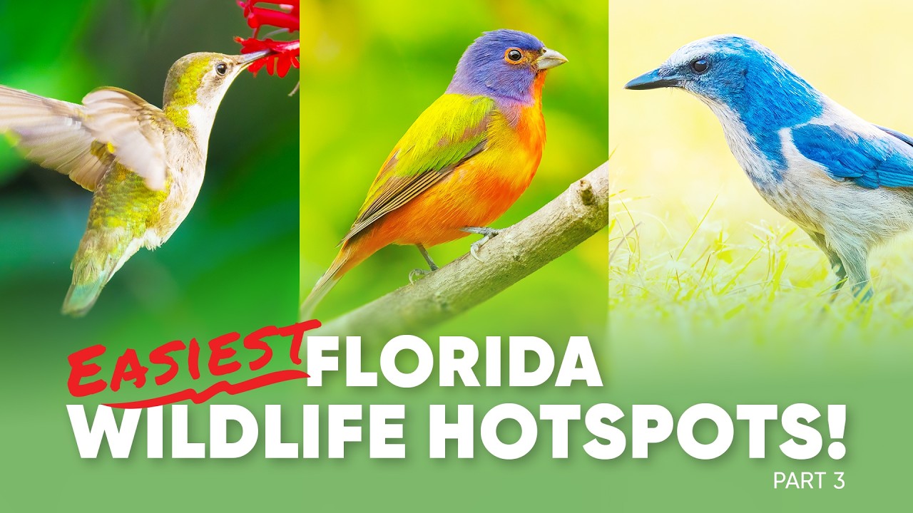 3 Easy Florida Wildlife Photography Locations (Best Birding Spots & Pro Tips)