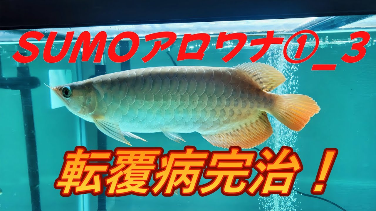SUMOアロワナ①_3 まさかの転覆病！？から転覆病完治へ！