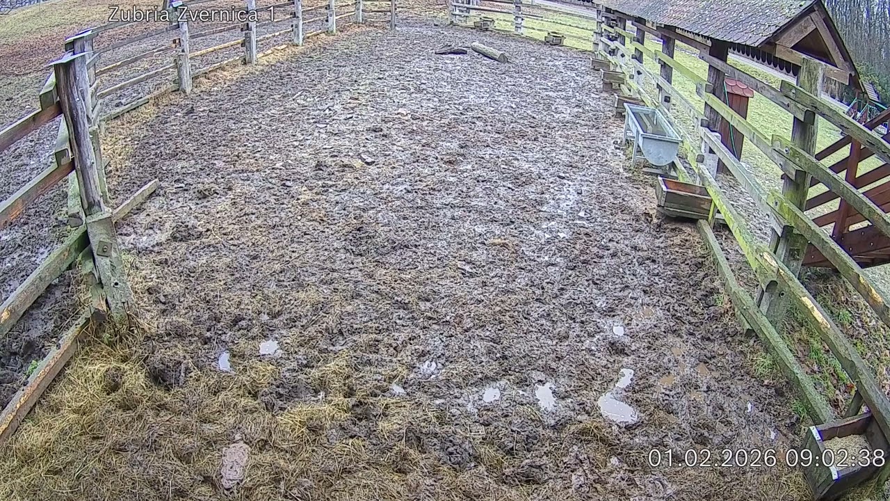Zubria zvernica (cam212) 01.02.2026 o 09:05