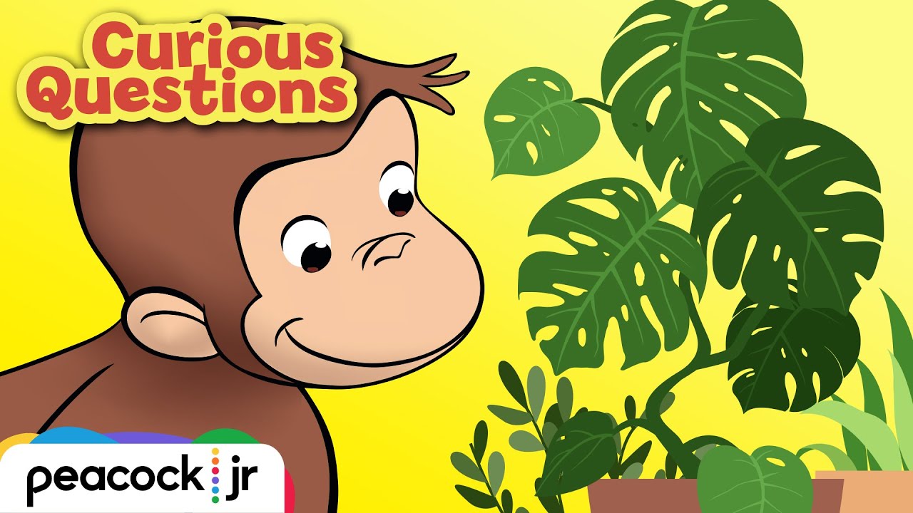 How Do Plants Grow? | CURIOUS QUESTIONS