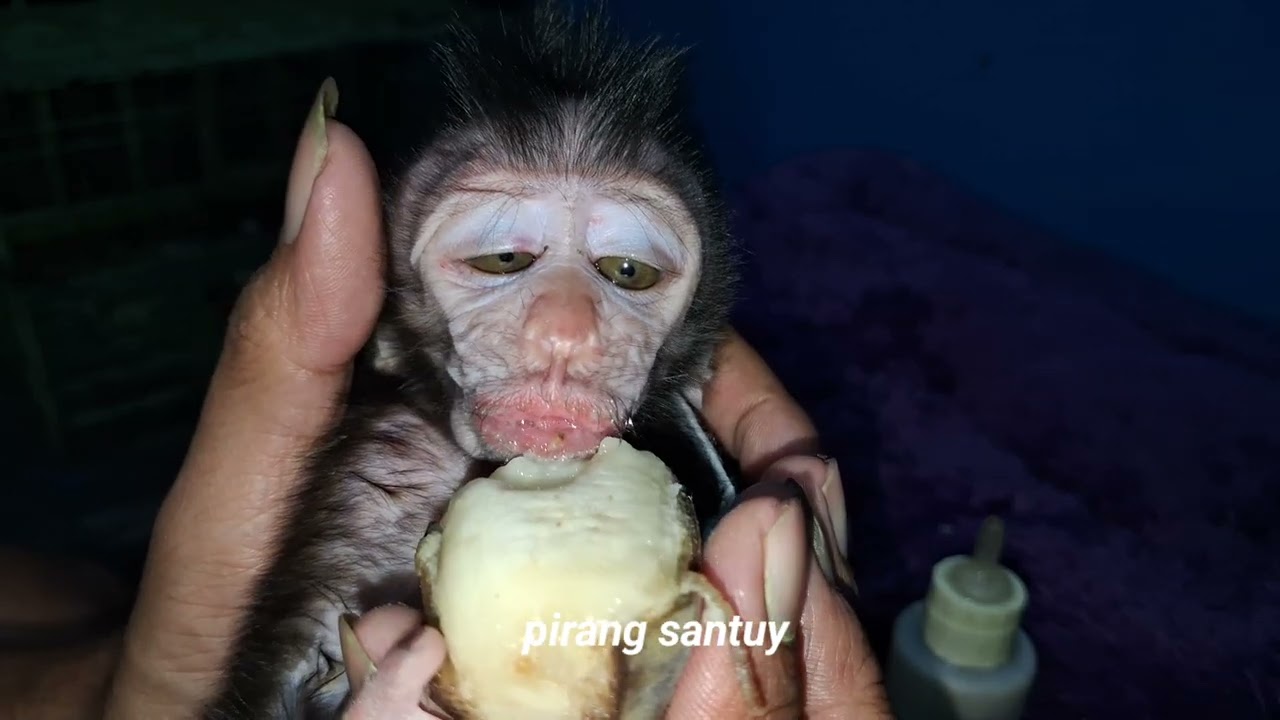 cute bsby monkey eating