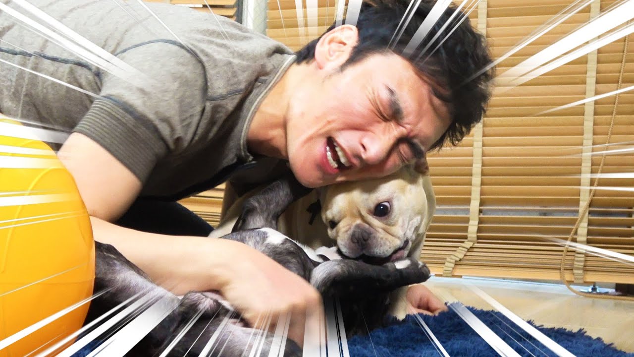 つよぽんとクルミとレオンで遊びます！！