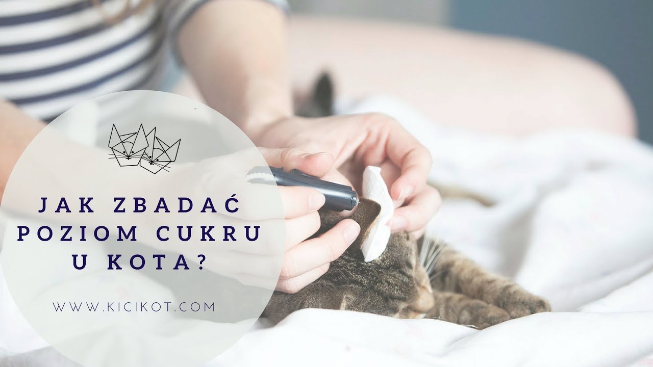 Kocie porady - jak zbadać poziom cukru u kota