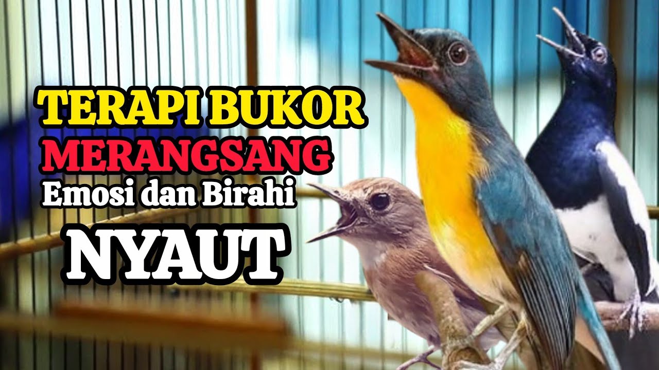 TERBUKTI AMPUH, MERANGSANG EMOSI TLEDEKAN GUNUNG, SRDC DAN KACER