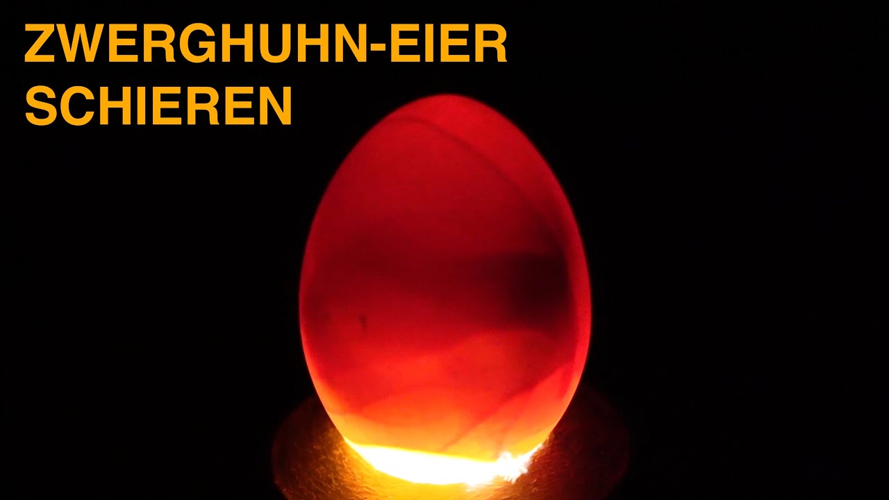 Zwerghuhn EIER schieren am Tag 11 mit der Eigenbau Schierlampe