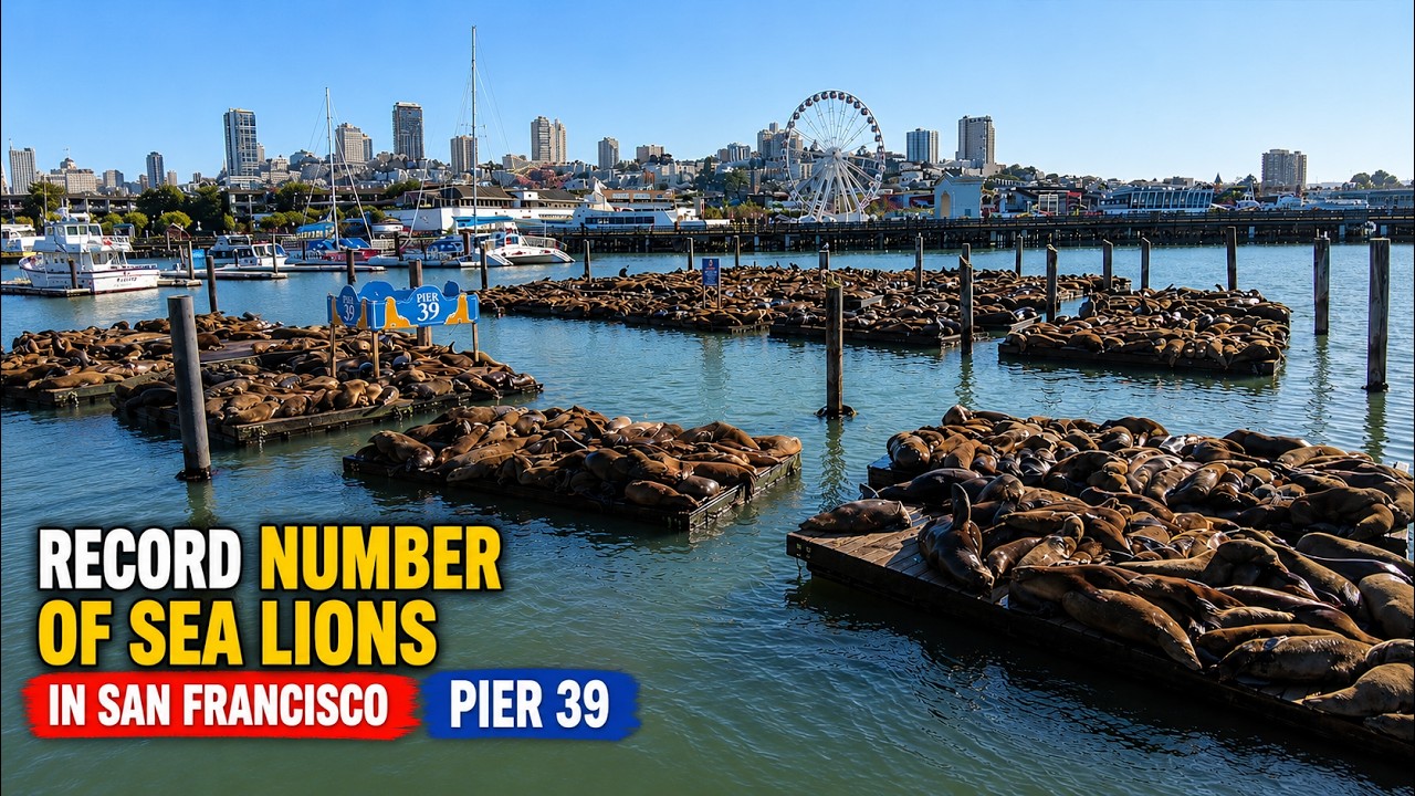 Record Number of SEA LIONS in SAN FRANCISCO Pier 39 | 4K 🎧