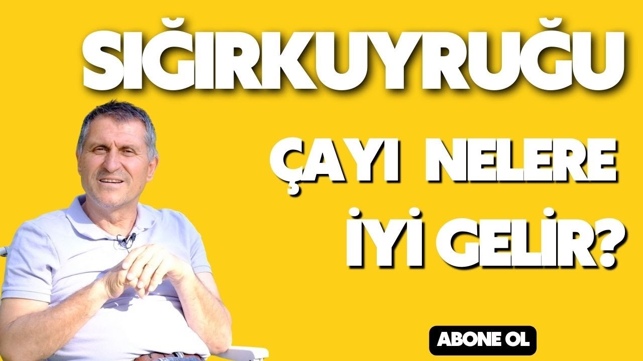 SIĞIR KUYRUĞU OTU FAYDALARI / YAPRAĞI ÇİÇEĞİ ÇAYI NEYE İYİ GELİR NASIL DEMLENİR?