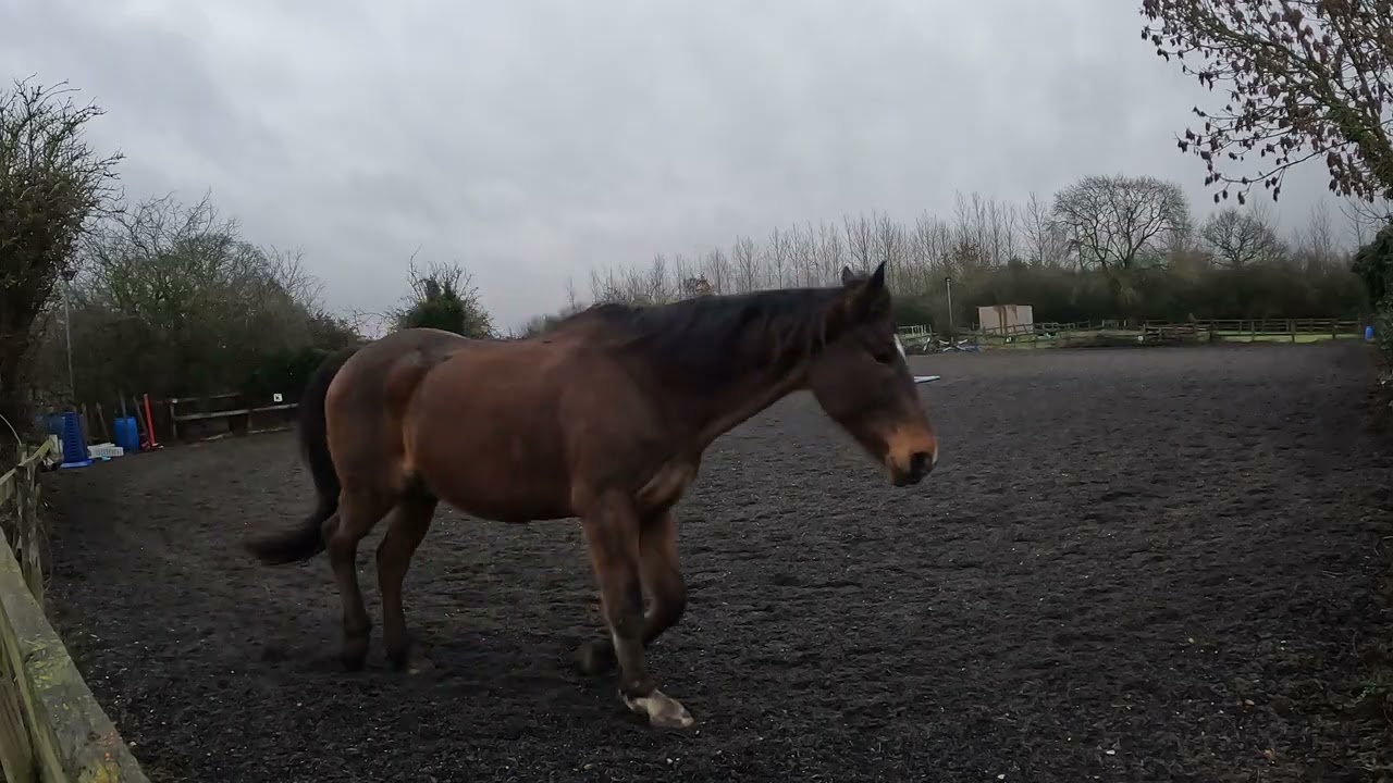Monday 2nd February 2026 Free Schooling 
