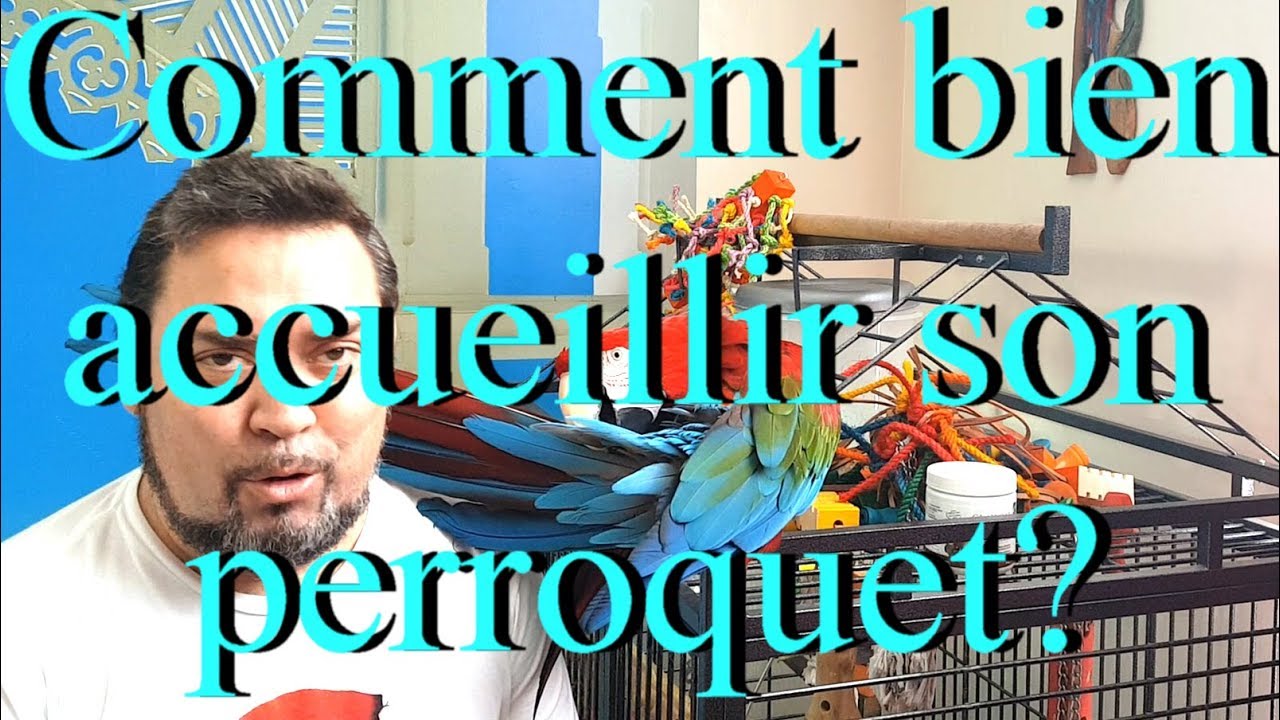 Comment bien accueillir son perroquet ? - How to welcome your parrot into the house?