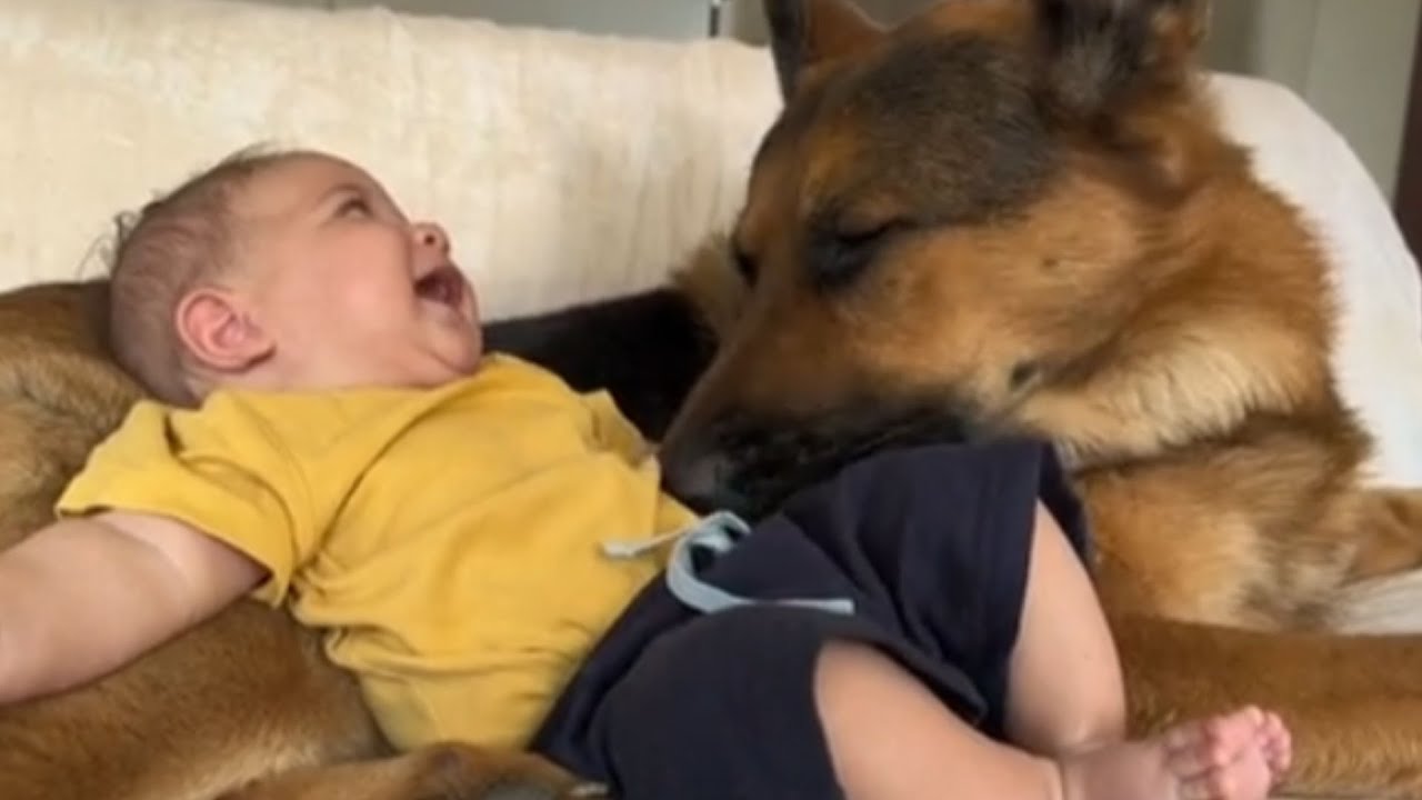 SEVEN GERMAN SHEPHERDS PROTECT BABY LIKE SHE'S THEIR OWN PUPPY