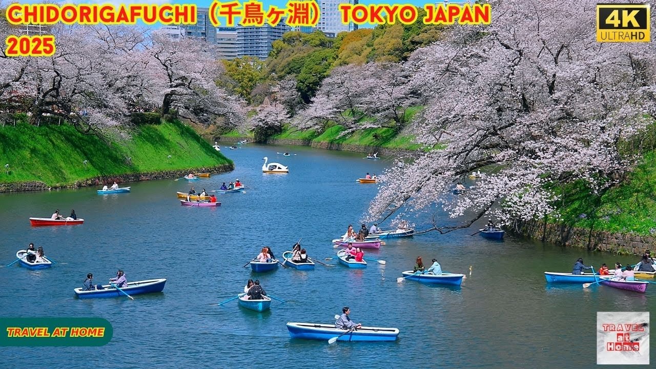 4K HDR Japan travel 2025 | Cherry blossoms in Chidorigafuchi（千鳥ヶ淵）Tokyo  | Best sakura viewing place