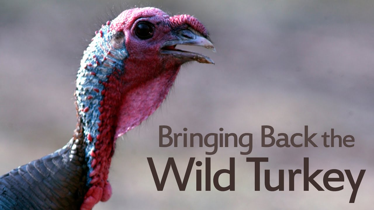 Caney Mountain Turkey Restoration Story