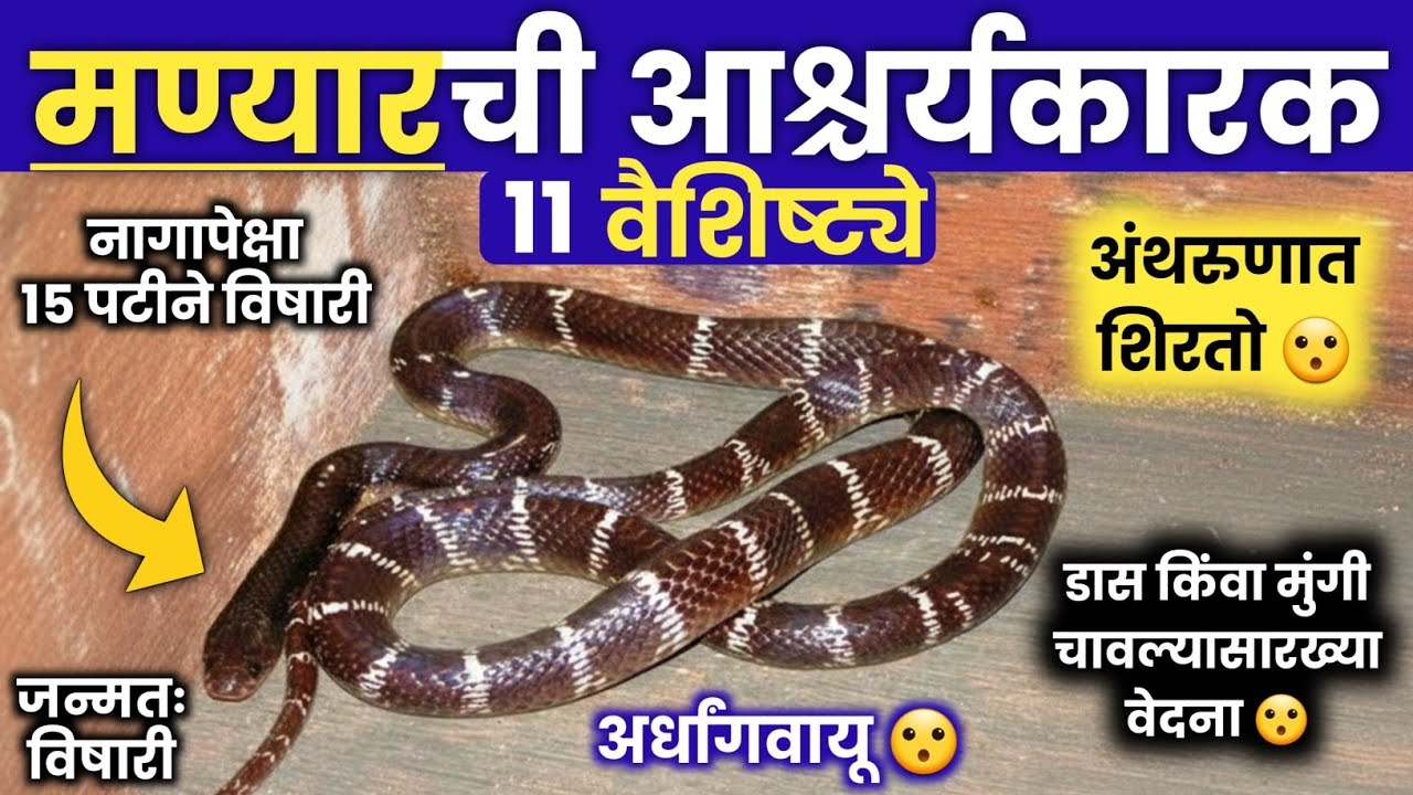 मण्यार सापाची 11 आश्चर्यकारक वैशिष्ट्ये | 11 Surprising Characteristics Of The Common Krait Snake 