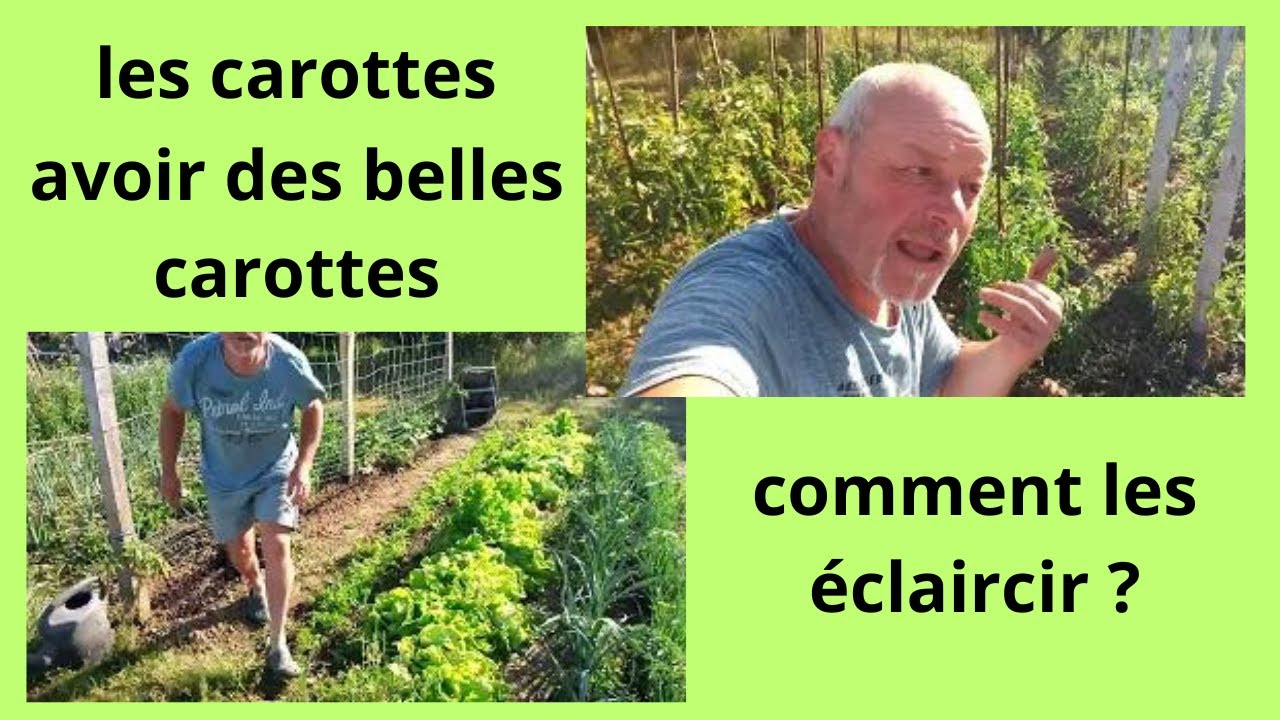 La culture de la carotte, comment éclaircir vos carottes quand les semer?