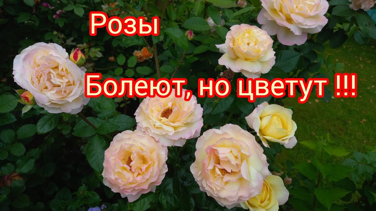Розы болеют, но цветут!!!   3.09.25г.