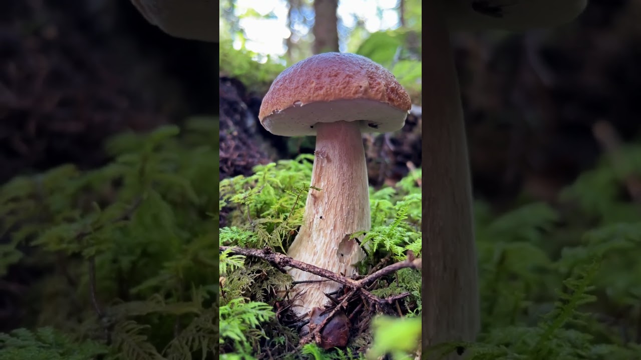 #boletus #karljohan #porcini #forestmushrooms #mushroom #forest #foraging  #skog #svamp #rhymes
