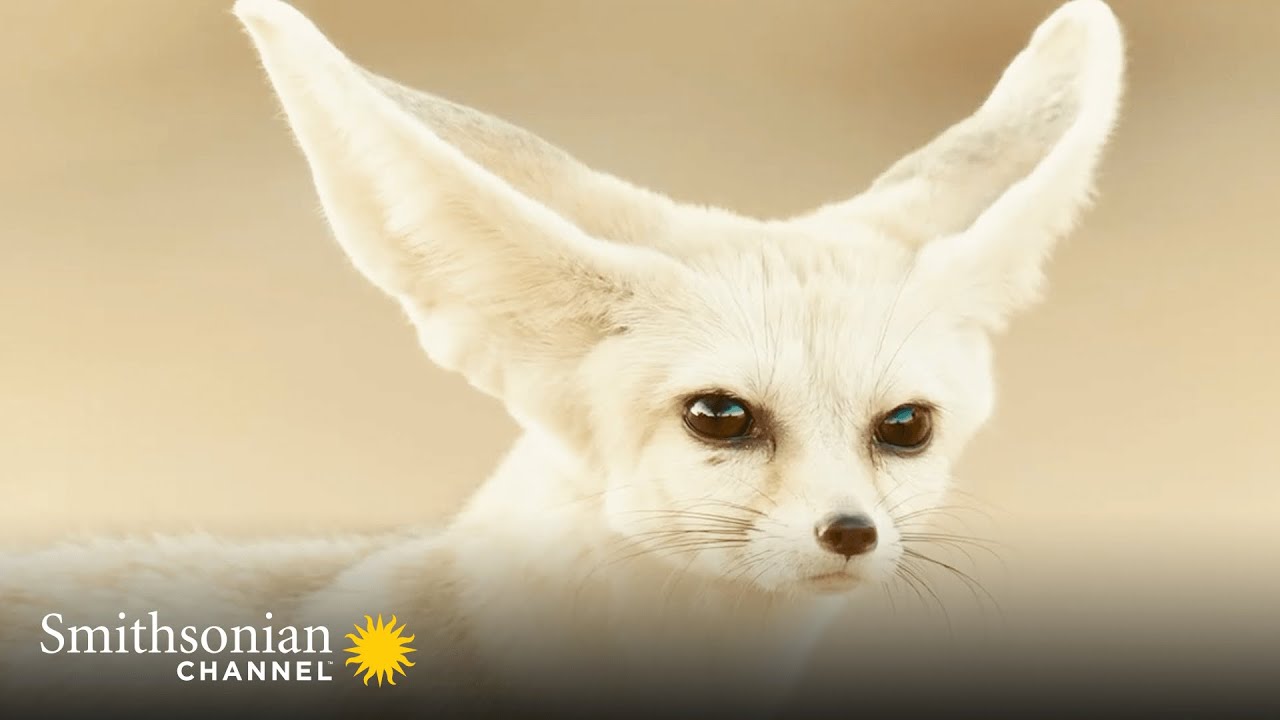 This Fox Makes a Fully Grown Chihuahua Look Huge 🦊 Amazing Dogs: Africa | Smithsonian Channel