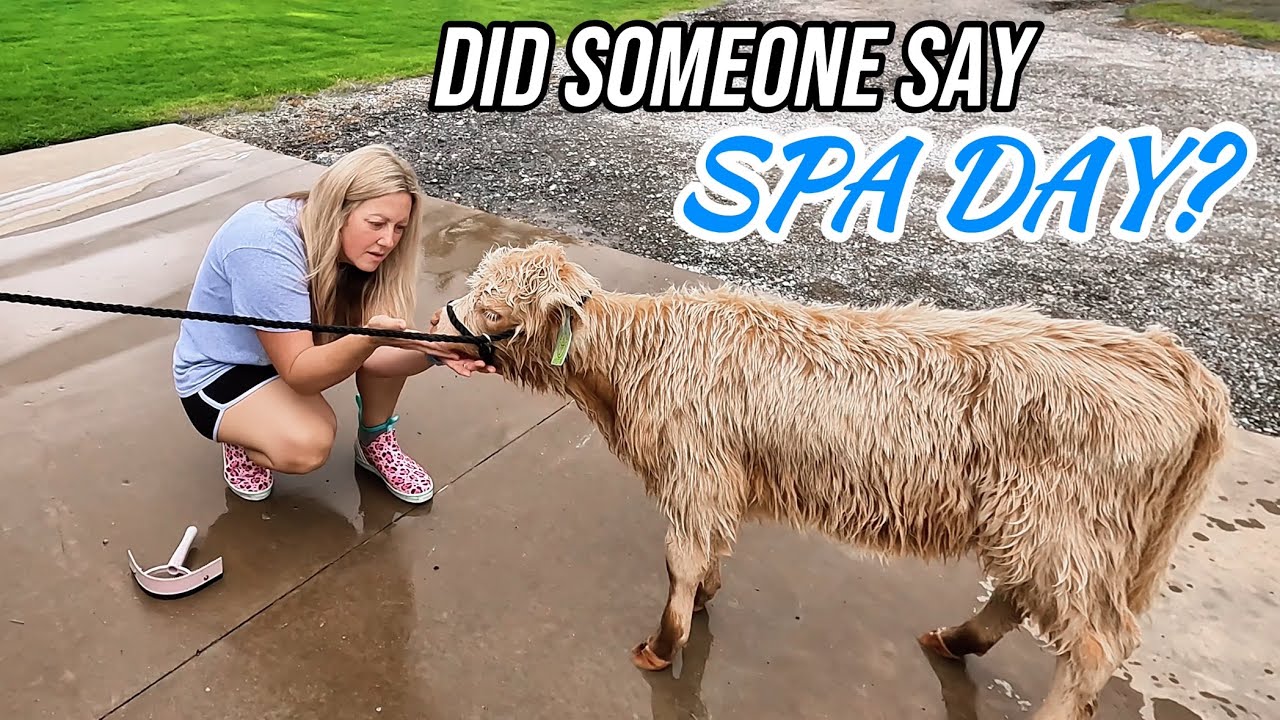 We Gave Our HIGHLAND COW a Bath and THIS Happened!