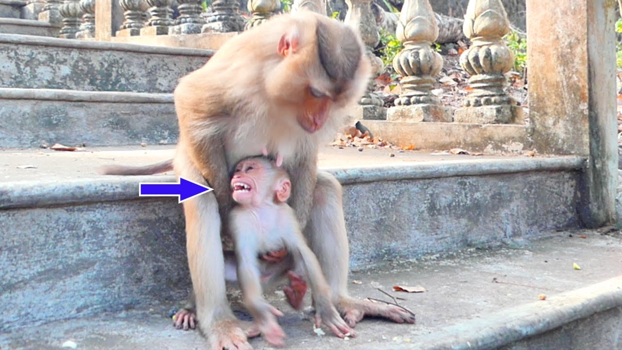 God Bless ! Little baby monkey Marco cries out so hurt - when Mom angry and warns her baby so pity
