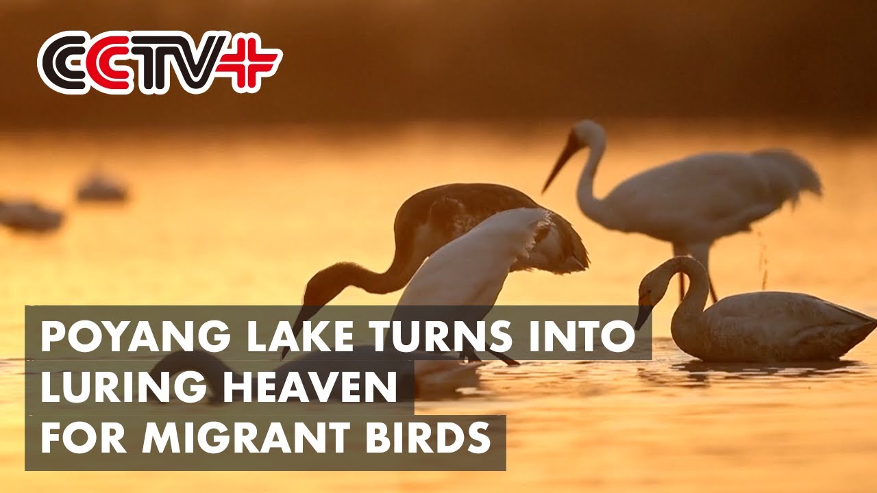 Poyang Lake turns into luring heaven for migrant birds through ecological restoration