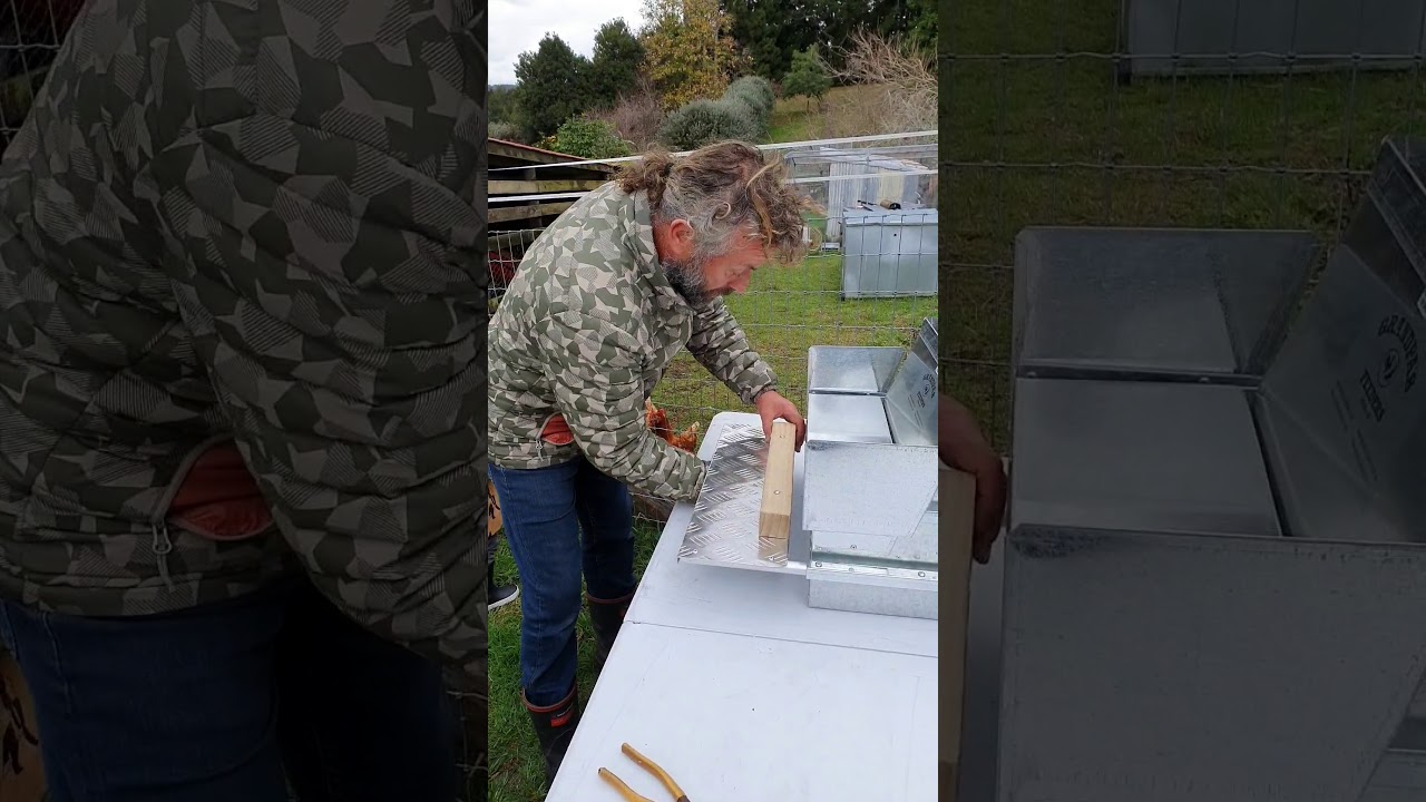 Training nervous chickens to use their Grandpa's Feeder