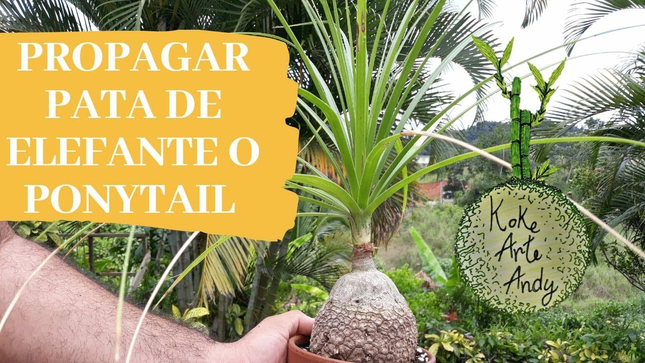 Como propagar Pata de Elefante o PonyTail Palm